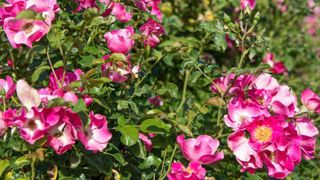 Purple var. Meicome : fleurs rose fuchsia lumineux, petit cœur blanc, étamines jaune d’or. © Meilland Purple var. Meicome : fleurs rose fuchsia lumineux, petit cœur blanc, étamines jaune d’or. © Meilland